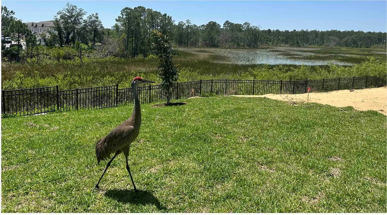 Homestay Brand New Houes20Min From Disney Private Room W Tv At Championgate Davenport